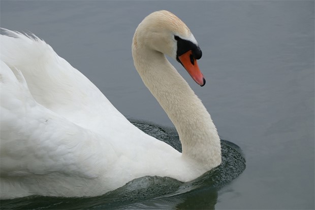 3 600 knlsvanar lmnade aldrig Tkern