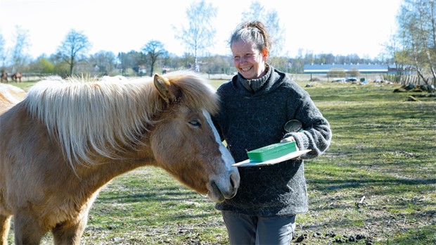 Hr kan du mta islandshstar