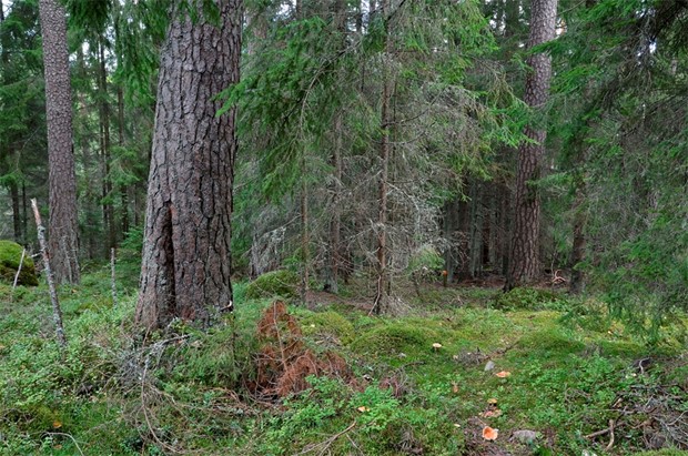 Trngsel vid knda naturreservat