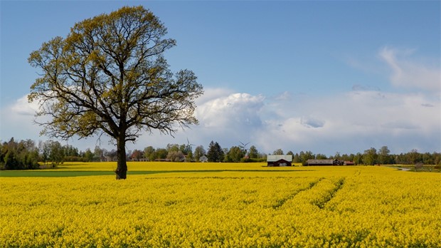 V�rtecknet: Nu blommar rapsen