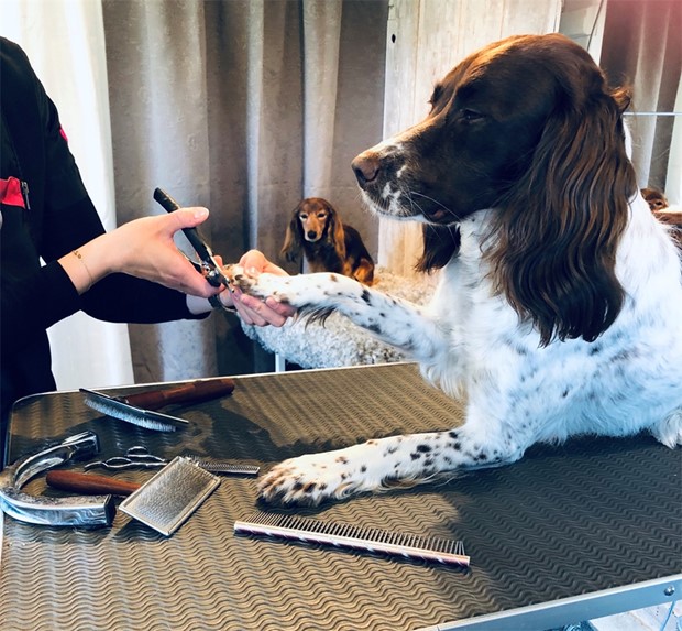 Hundtrimmet tredubblar lokalerna