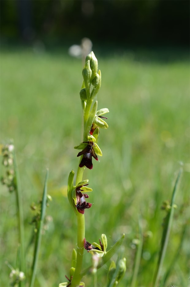 Upptck blomsterprakten och fgellivet vid Tkern