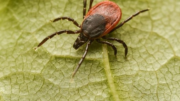 S undviker du fstingar i sommar