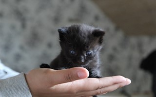 Kattunge verlevde tack vare bonusmamma 