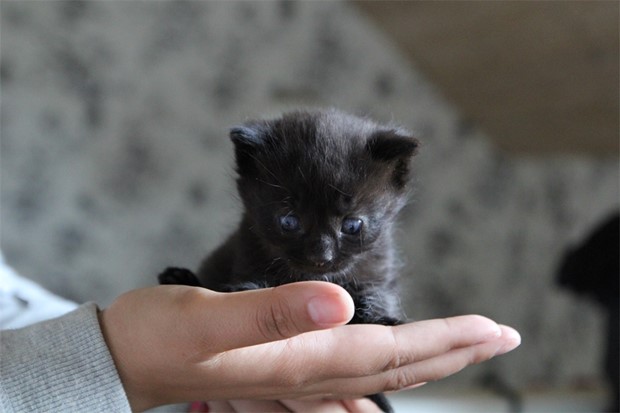 Kattunge verlevde tack vare bonusmamma 