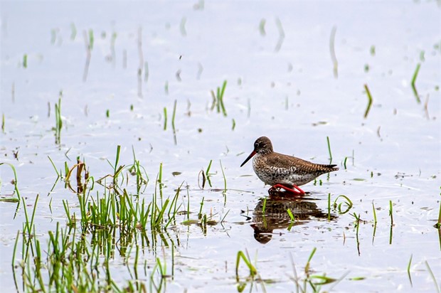 Biologen om T�kerns f�gelliv i maj: �En intensiv f�gelk�r i vassen just nu� 