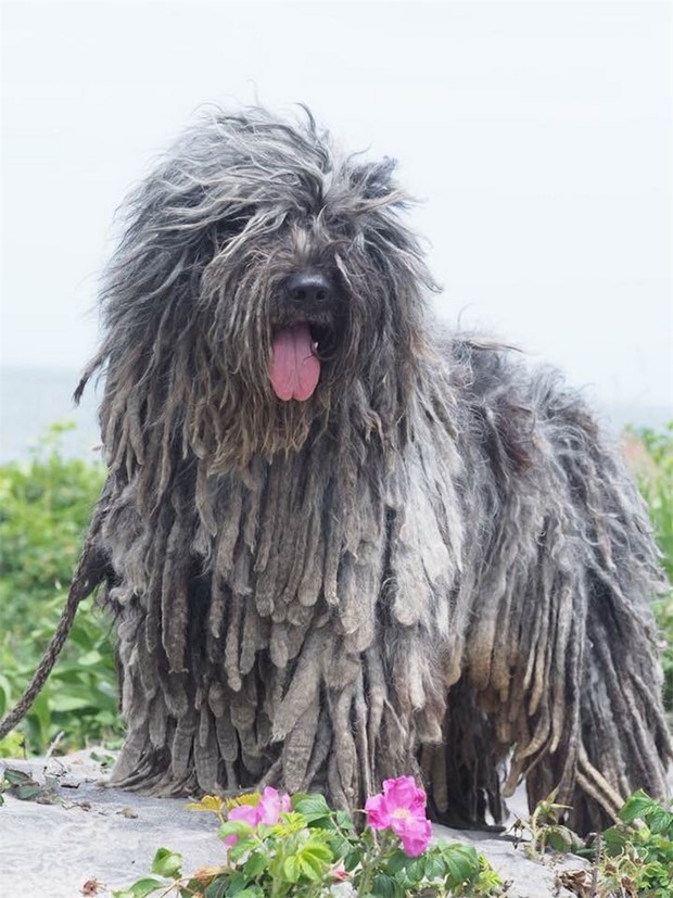 En av vrldens ovanligaste hundraser kommer till deshg 