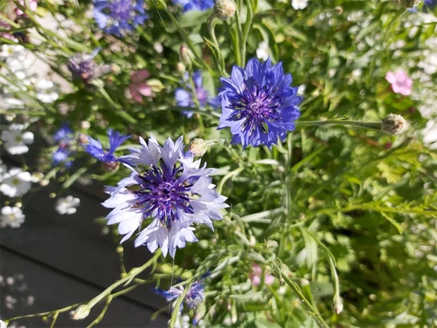 �sterg�tlands landskapsblomma - ett popul�rt ogr�s 