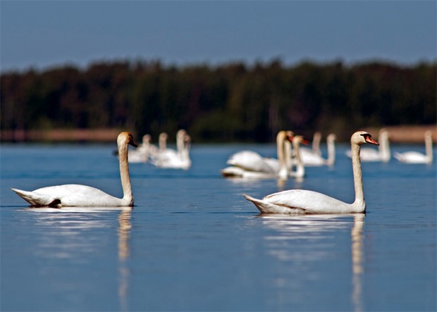 Vrt mytomspunna landskapsdjur flyger  trots vikten 