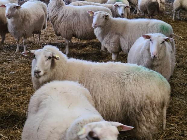 Centerpartiet i �desh�g bjuder in Motala kommun och C i Vetlanda till landsbygdsdag 