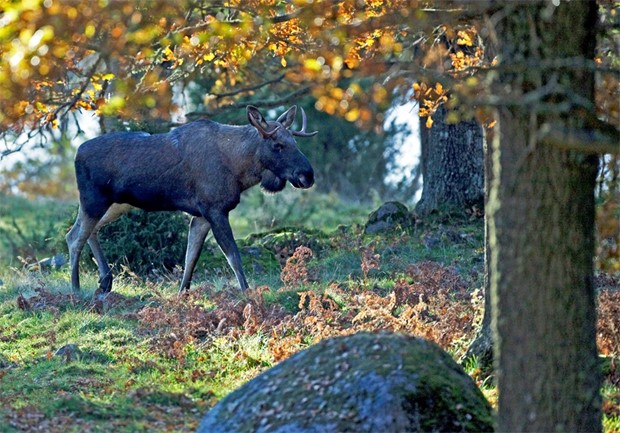 Sommarprataren Henrik Ekman: 