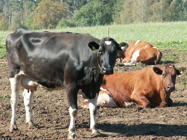 Testar mjligheter med regenerativ mjlkproduktion