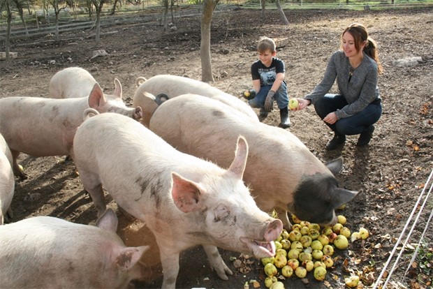 SweDish Pork tolkar klassiska matrtter