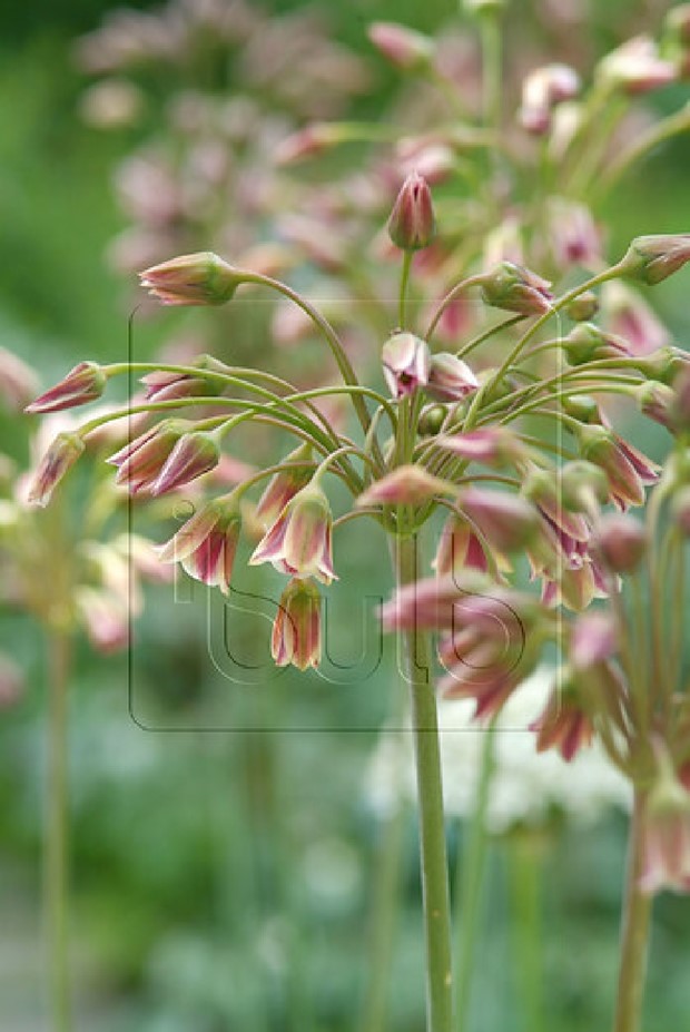 Den sicilianska honungsl�kens dragningskraft