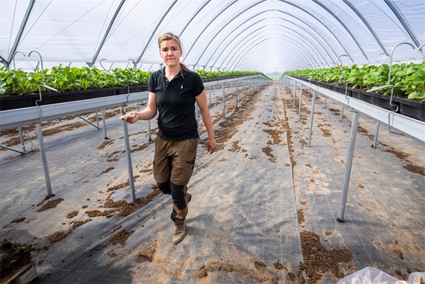 Odlar jordgubbar p hjden