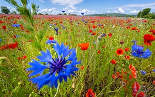 Allemansrtten innebr ocks allemansskyldighet