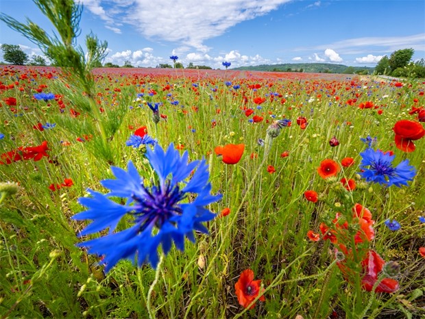 Allemansrtten innebr ocks allemansskyldighet