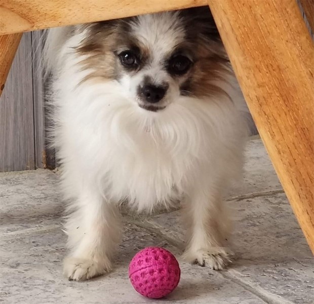 Drfr ter hunden konstiga saker