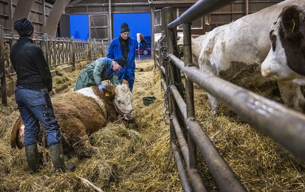 Utan veterinr kan vi inte ha djur