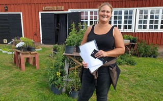 Dahliorna lockar hos Emma i Grnsefall