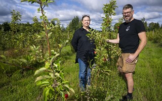 Nya mnskensbnder med pplen som grda