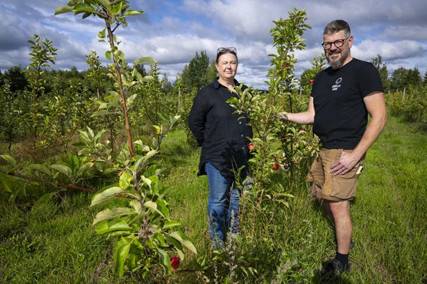 Nya mnskensbnder med pplen som grda