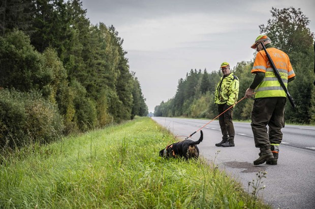 Sju viltolyckor per dag i Motala