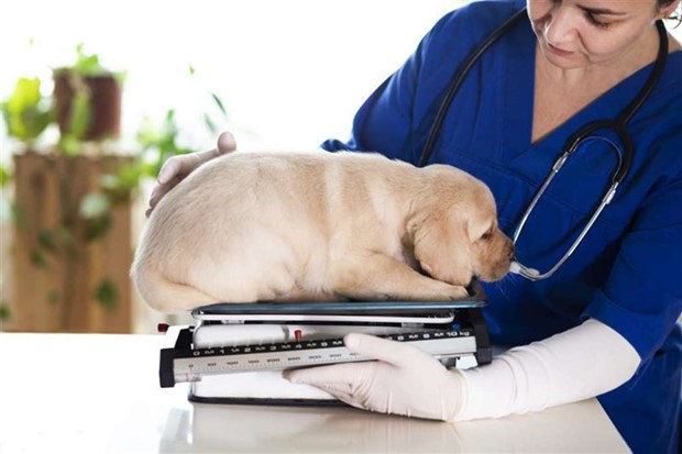 Tilllv�xtkurvor f�r hund och katt � d�rf�r �r det lika viktigt att f�lja vikten hos s�llskapsdjur som hos sm� barn 