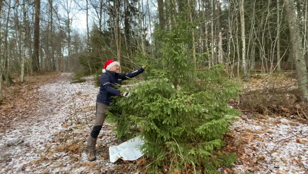 Anticimex: S slipper du smkryp i julklappshgen och pyntet 