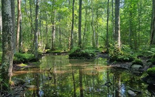 Aspens blir nytt naturreservat