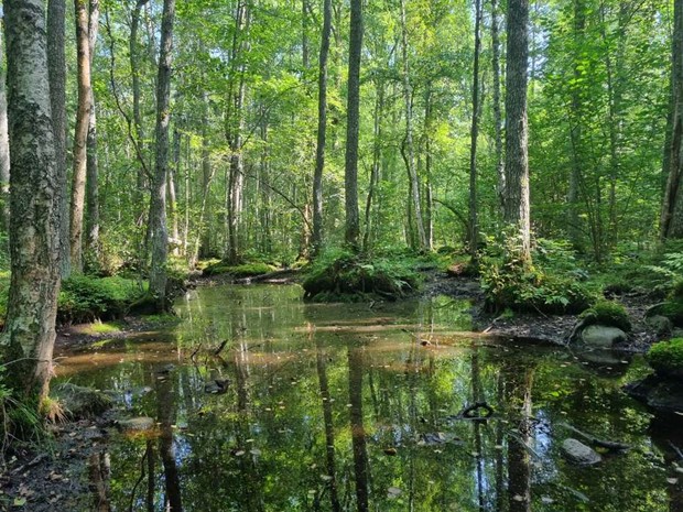 Aspens blir nytt naturreservat