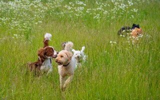 Dagis p fyrbentas villkor