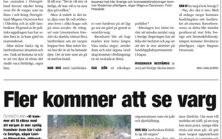 Skyddsjakt p varg efter angrepp p fr