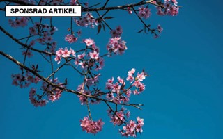 Sommaren 2025 i Västra östergötland