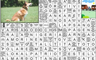 Krysset lsning vecka 33, 2025