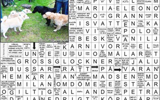 Krysset lsning vecka 42, 2025