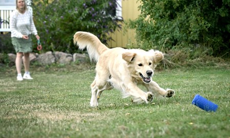 De �r popul�rast bland hund�garna