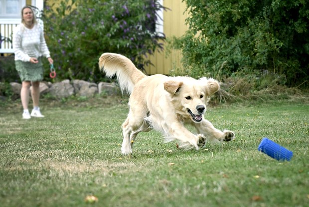 De �r popul�rast bland hund�garna